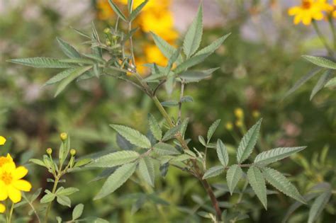 芳香萬壽菊禁忌|芳香萬壽菊功效大公開：營養價值、食用方式、禁忌一次搞懂